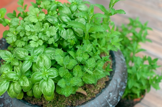 自律神経を整えるハーブ・アロマ療法@