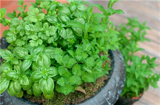 自律神経を整えるハーブ・アロマ療法